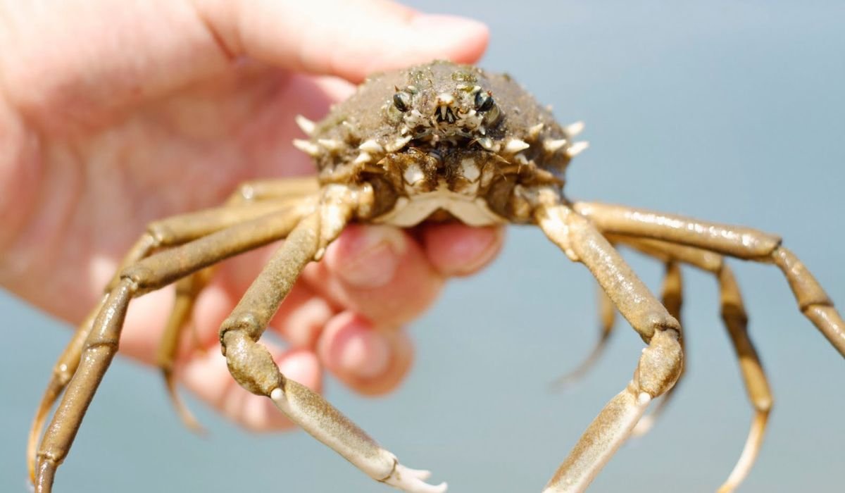 crabnibbie